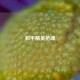 和平精英枪魂
