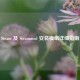 Steam 及 Steammod 安装模组详细指南