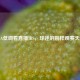 NBA低调看直播JRS，球迷的别样观赛天地