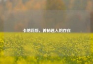 卡纳莉斯，神秘迷人的存在