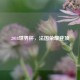 2018世界杯，法国荣耀登顶